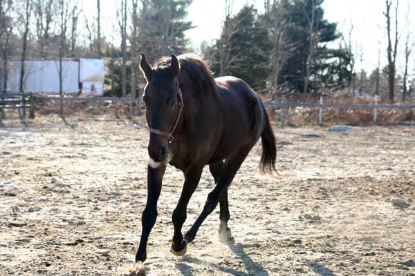 Arizona Trotting